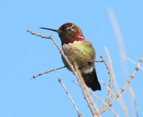 Evil Mad Scientist Laboratories hummingbird