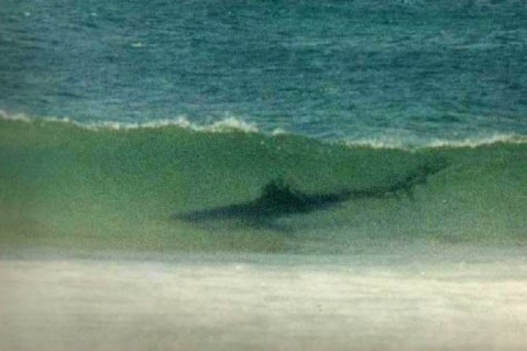 A Shark Inside a Wave