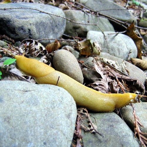 Slug, Mendocino County, CA, 7/2007