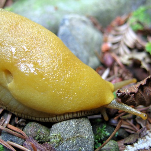 Slug, Mendocino County, CA, 7/2007