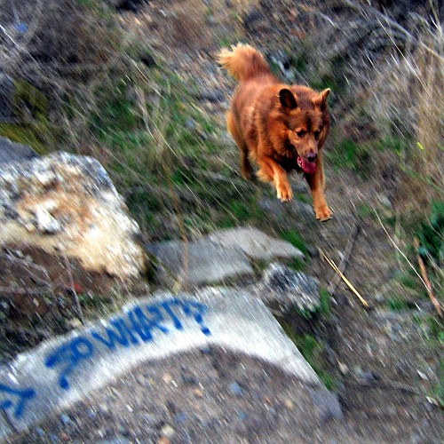 Noodle at the Albany Bulb