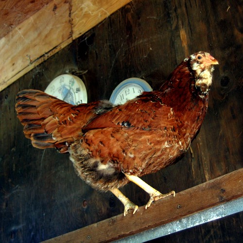 Chicken, Laytonville, CA, 2007