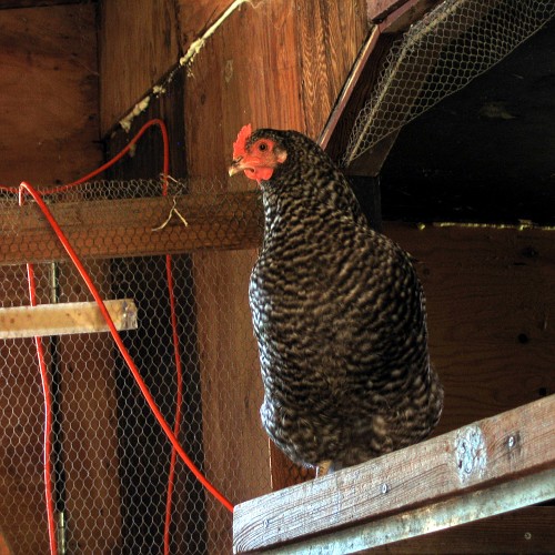 Chickens, Laytonville, CA, 2007