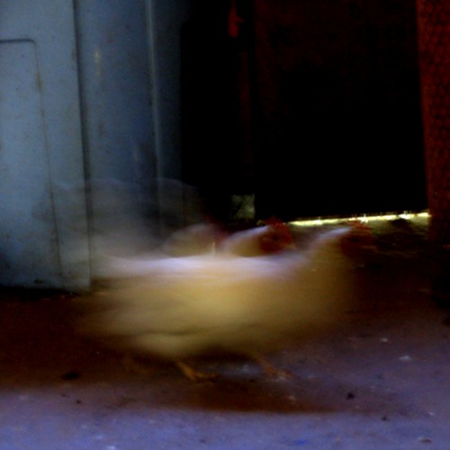 Chickens, Laytonville, CA, 2007