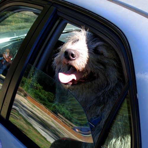 Grizzly, Berkeley, CA, October 2007