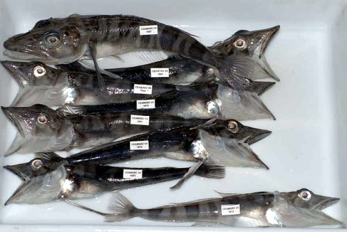 Big-Mouthed Fish