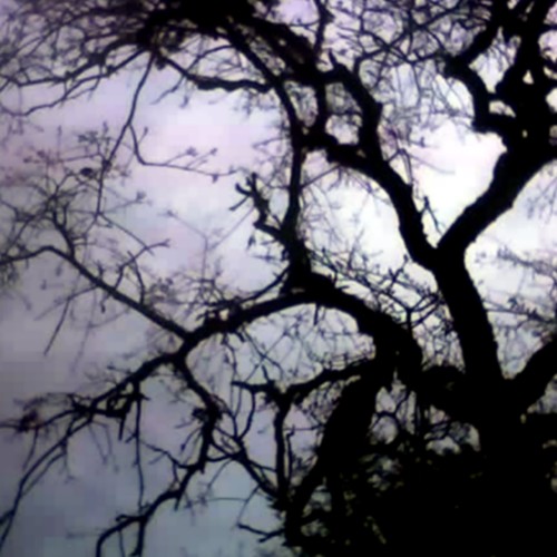 Oak Tree, Carquinez Strait