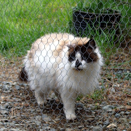 Moby, Laytonville, California, April 2008