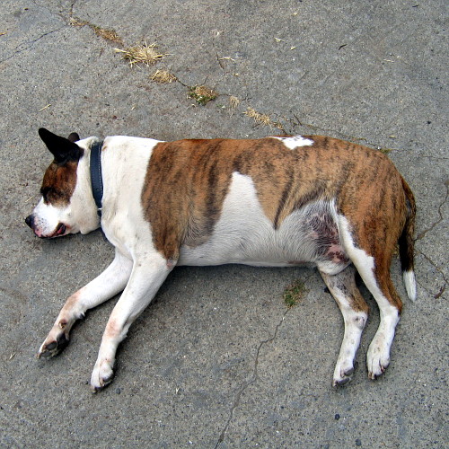 Brutus in the driveway