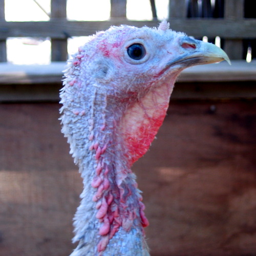 Lavender turkey, Laytonville, California, September 14, 2008