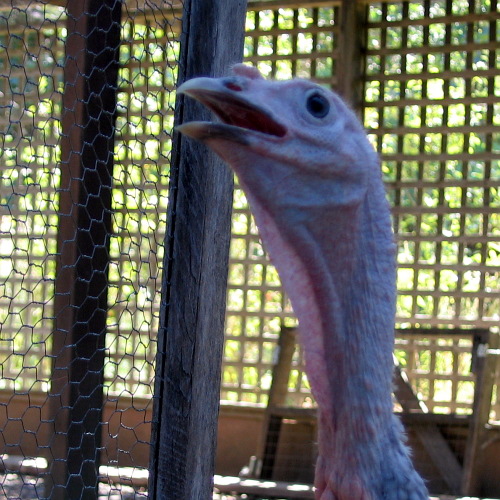 Lavender turkey, Laytonville, California, September 14, 2008