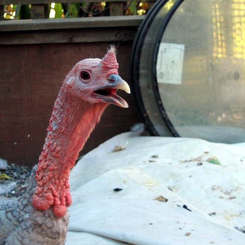 Lavender turkey, Laytonville, California, September 14, 2008