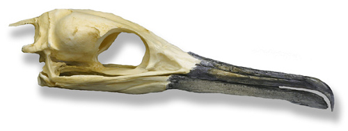 Cormorant Skull