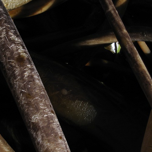 Bull Kelp, Salt Point State Park, Sonoma County, California, January 2009