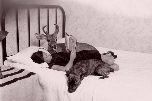 Reading to a dog and a deer