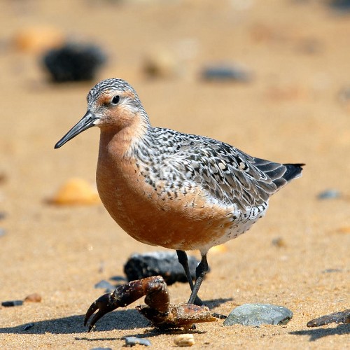 redknot
