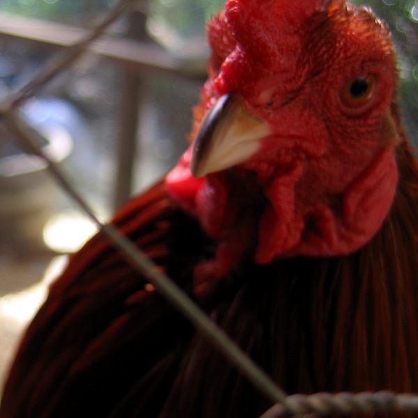 Chicken, Laytonville, California, 3/10