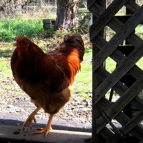 Chicken, Laytonville, California, 3/10