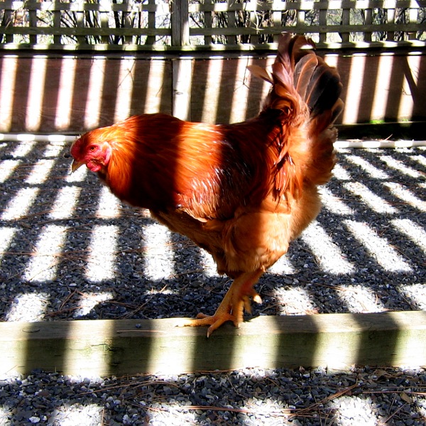 Chicken, Laytonville, California, 3/10