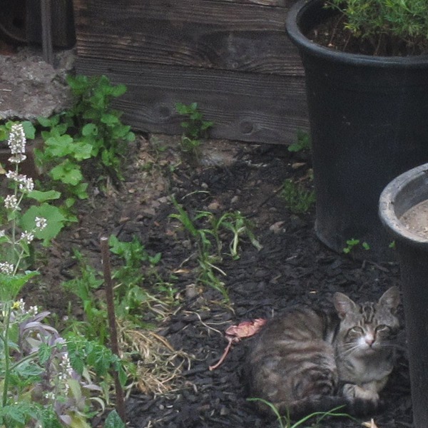 Cat in back yard, Oakland, 7/2012