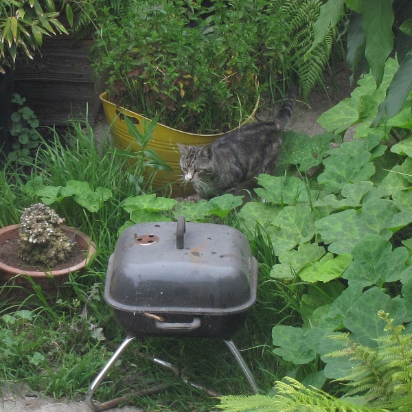 Cat in back yard, Oakland, 7/2012