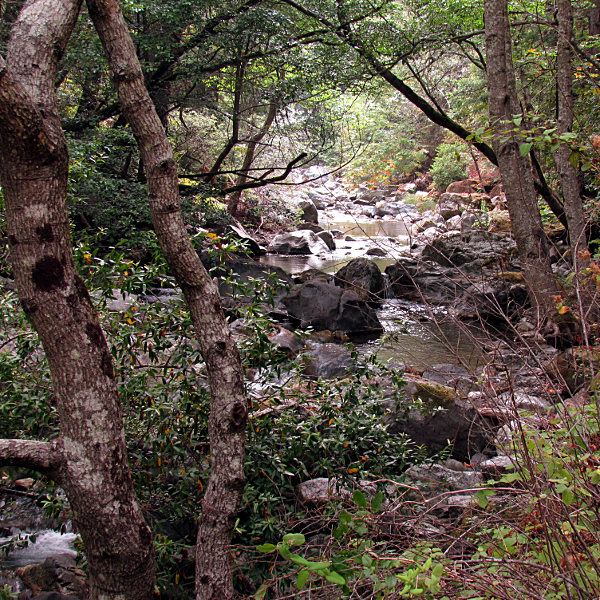 Landels-Hill Big Creek Reserve, Big Sur, California, July 2014