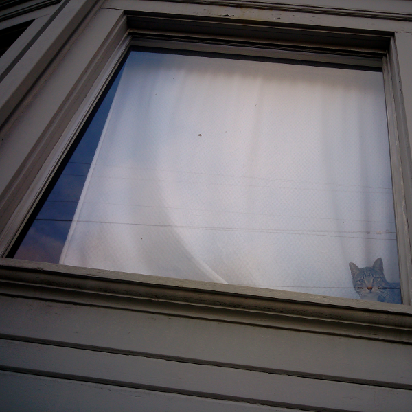 Fruitvale cats in windows
