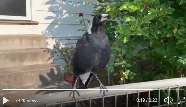 Still of a magpie from linked YouTube video