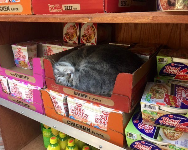 Cat sleeping in a New York City bodega