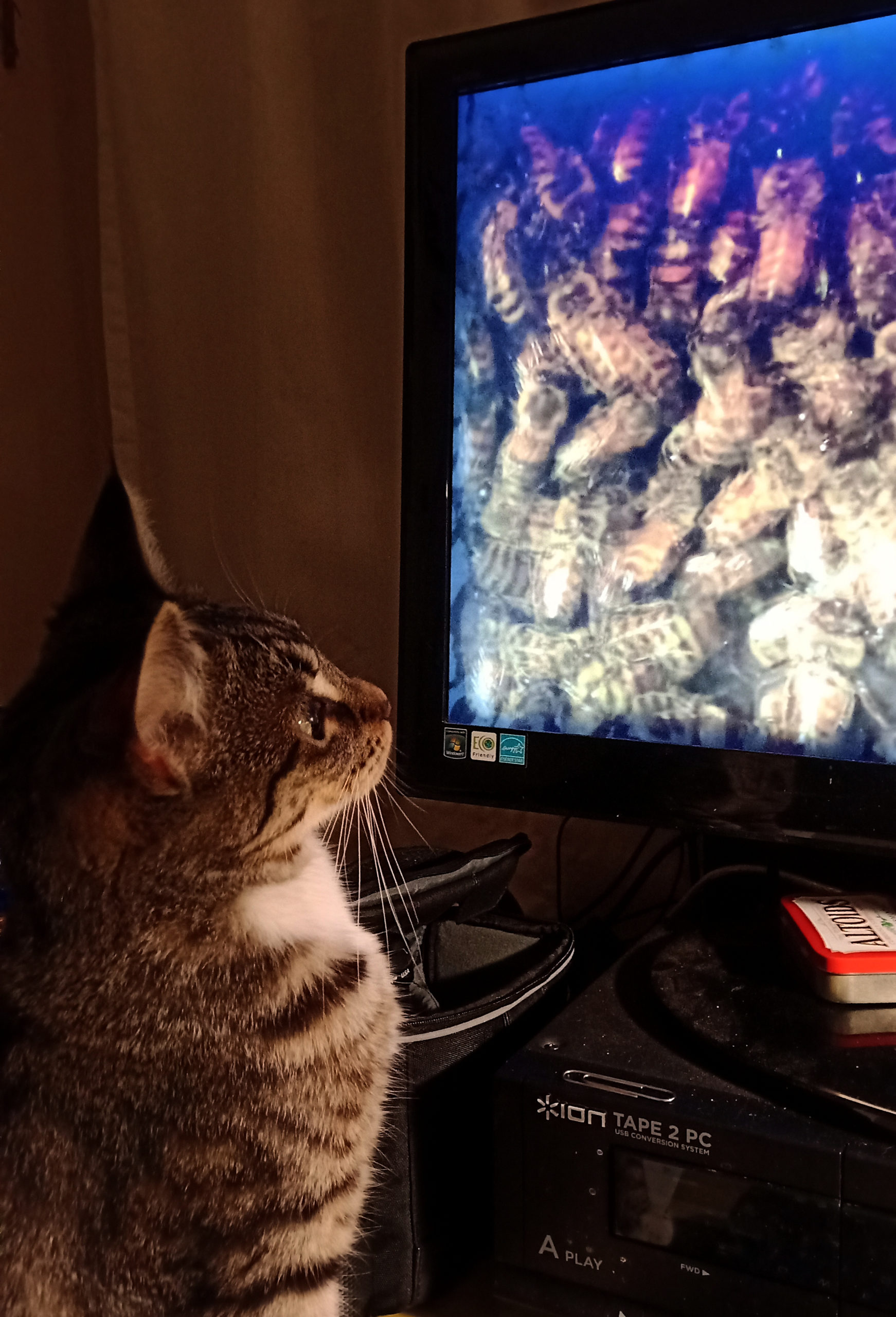 Walter watches a program about bees
