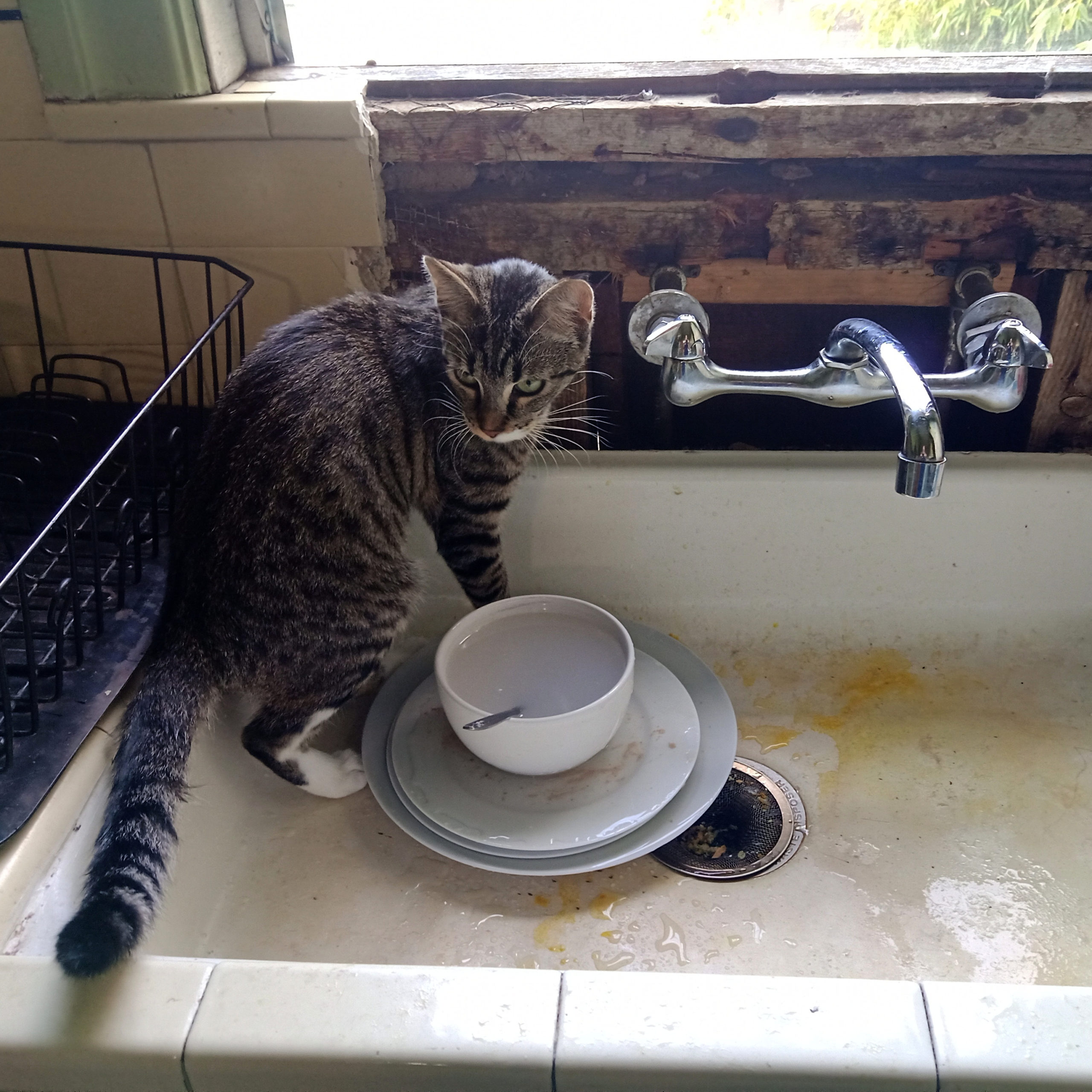 Walter in the kitchen sink