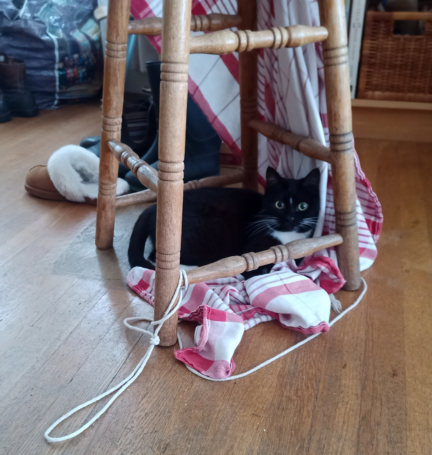 Photo of new kitty in playhouse