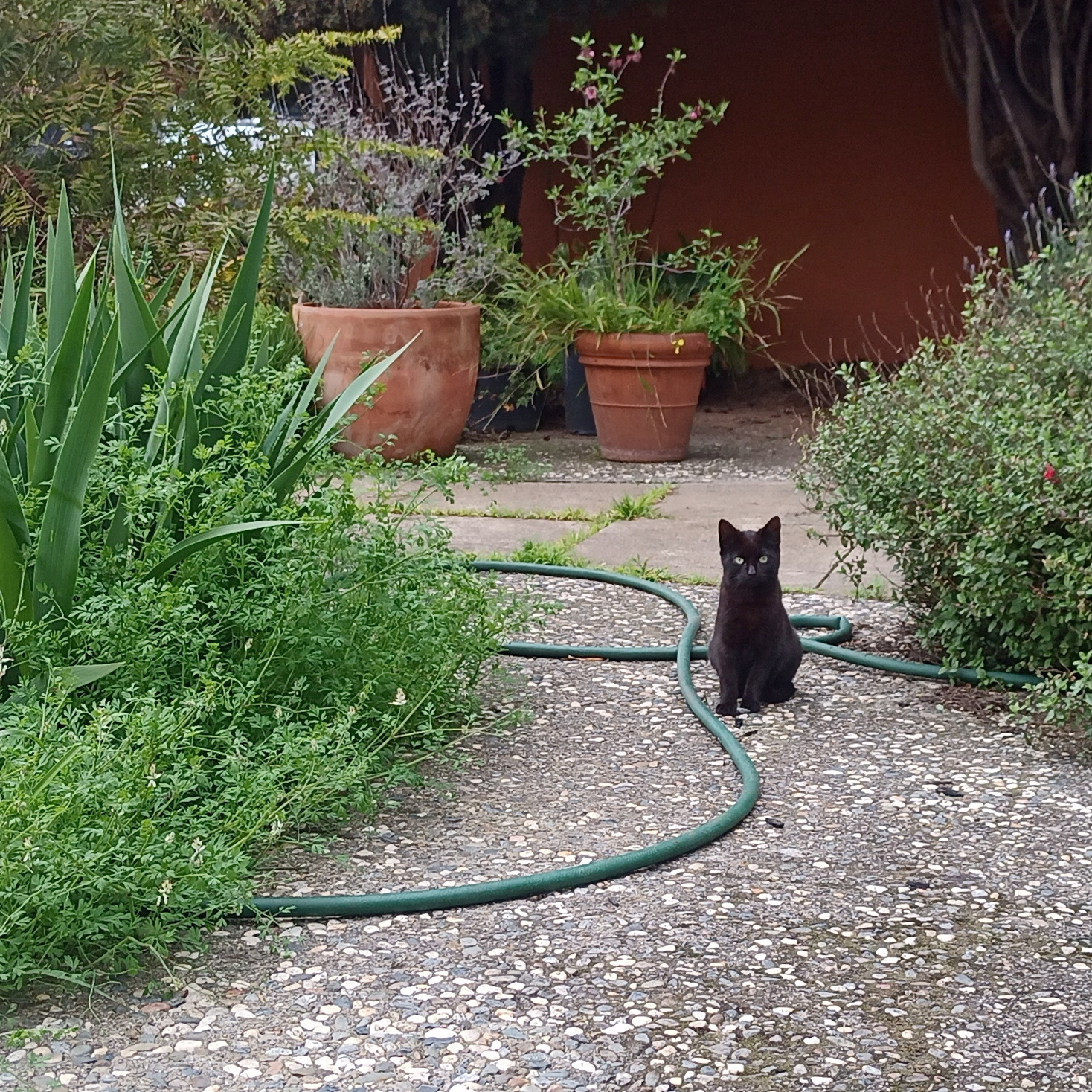 Adoptable black cat in the garden