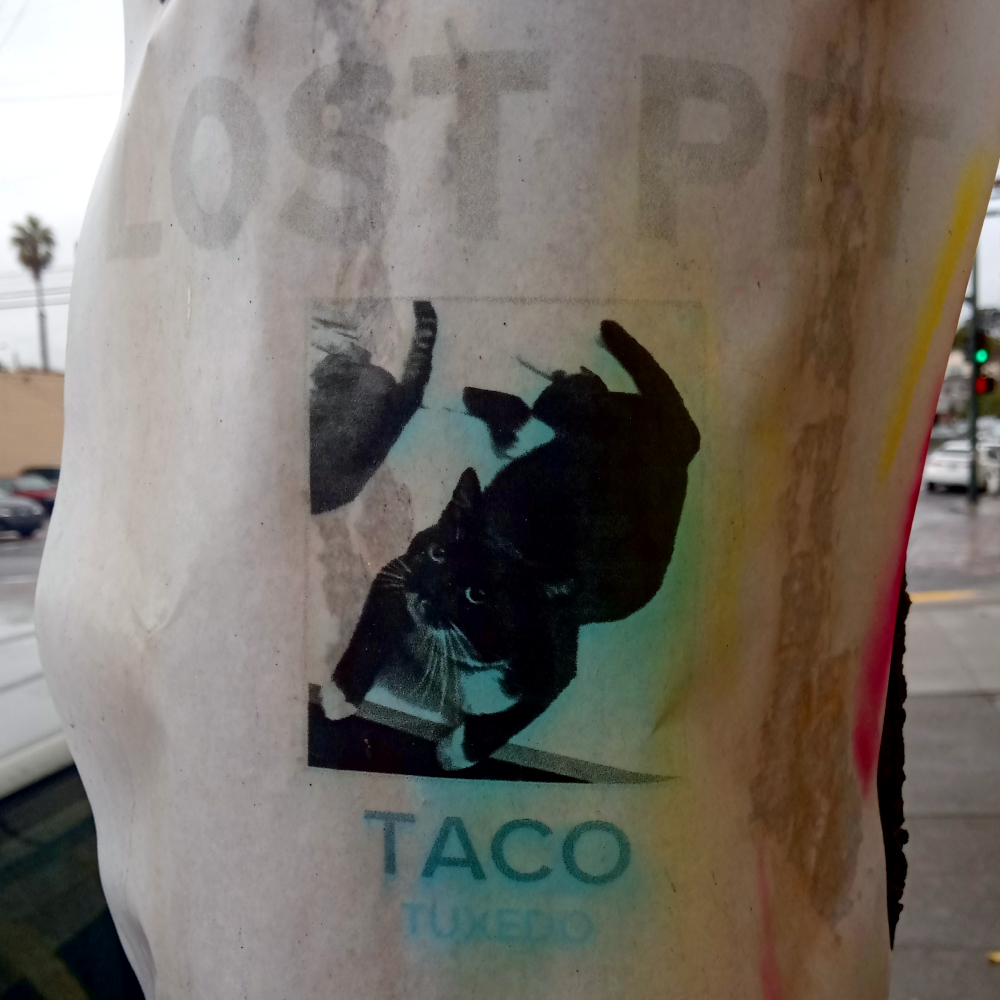 Photo of lost cat poster, Oakland, 2020